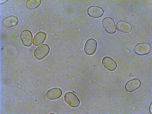 Bonzai con Hygrocybe